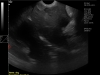 Dramiński 4vet slim ultrasound scanner for veterinarians dog free fluid