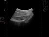 Dramiński Blue badanie ultrasonograficzne szyi konia