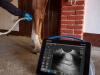 ultrasound device dramiński ultrasound scanner portable price for horse horses mares horse tendonitis tendons