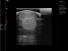 Dramiński Blue ultrasound examination horse hindlimb