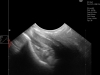 Dramiński Blue horse back ultrasound examination