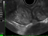 images diagnostiques de bovins utérus, l'imagerie diagnostique des animaux
