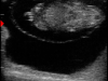 Draminski-iScan-mini-erkennung-des-fetalen-geschlechts-der-kuh